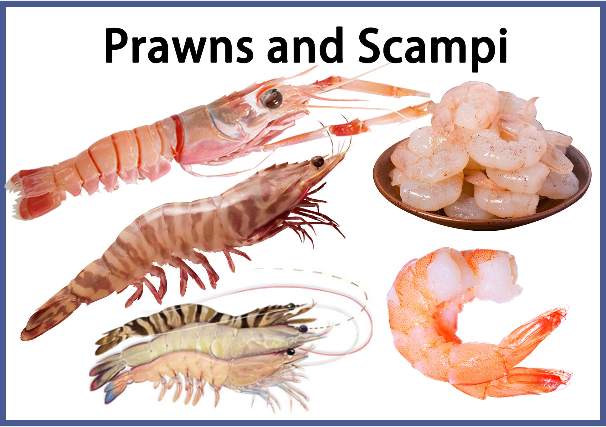 Prawns Vs Shrimp