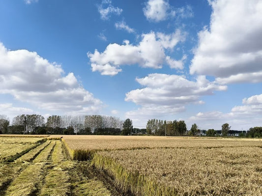 【New Arrival】Panjin Rice Crab-Field 5kg