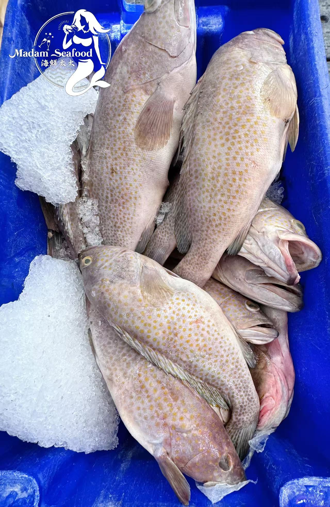 Australian Spotted Cod