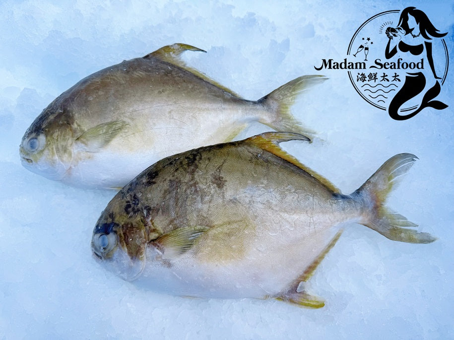 Golden Pomfret β Whole (Frozen)