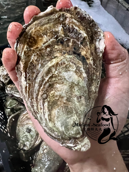 SA Pacific Oysters (Jumbo) (Closed)