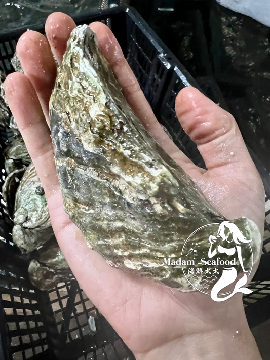 SA Pacific Oysters (Jumbo) (Closed)