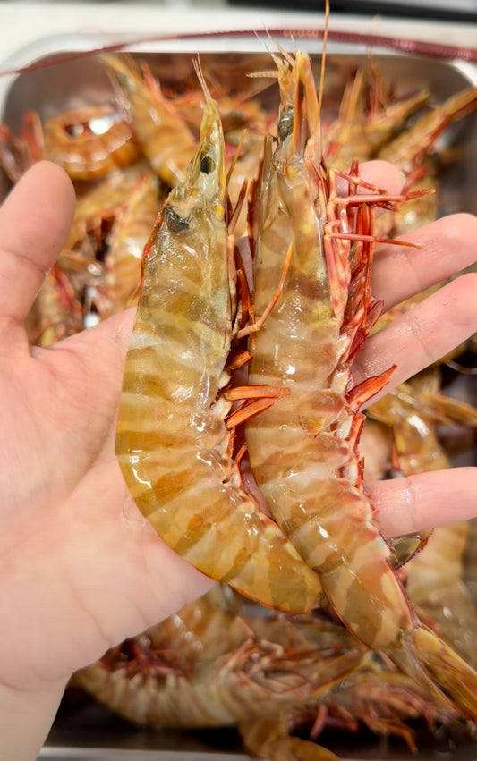 Western Australia Wild Caught Tiger Prawn (Raw) (frozen) 【Size 13/15】