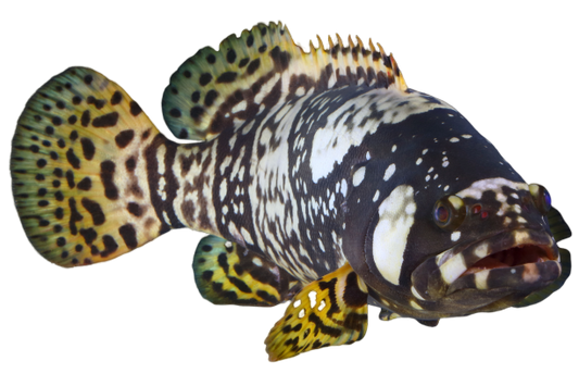 Live Queensland Grouper