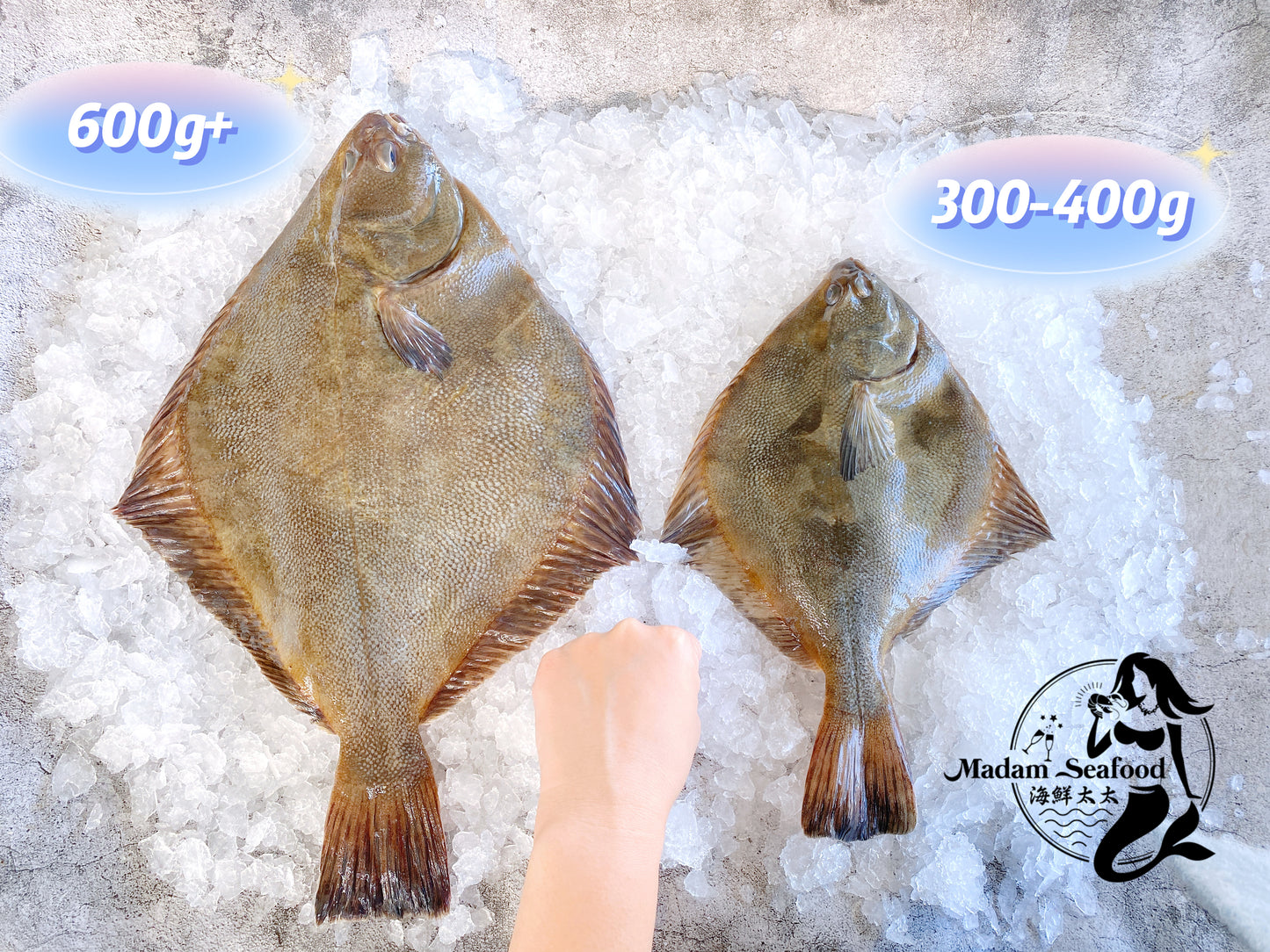 Fresh New Zealand Flounder (Medium)