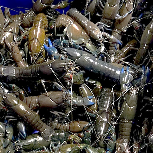 【SALE】Live Wild Caught Australian Yabbies