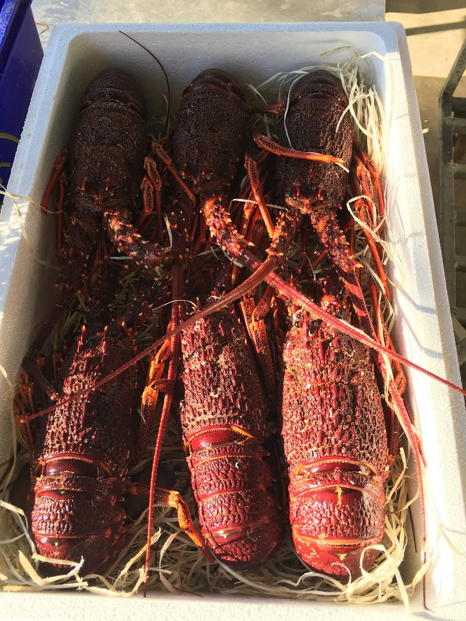 Live Southern Rock Lobster (2500g-3500g)