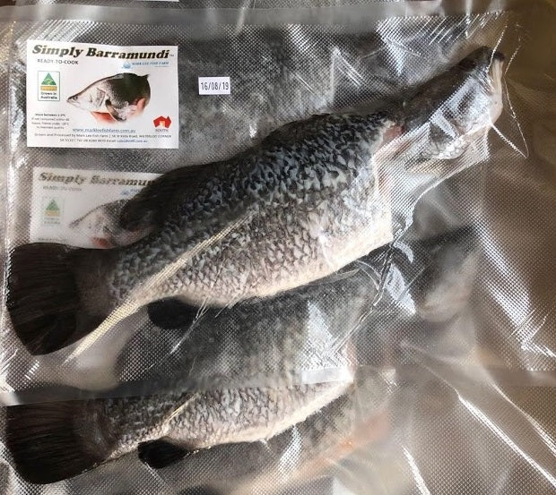 Fresh Live Simply Barramundi【SALE】