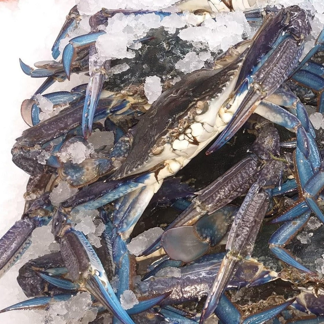 Local SA Blue Swimmer Crab (frozen)