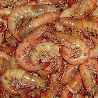 South Australian King Prawn X Large (cooked)