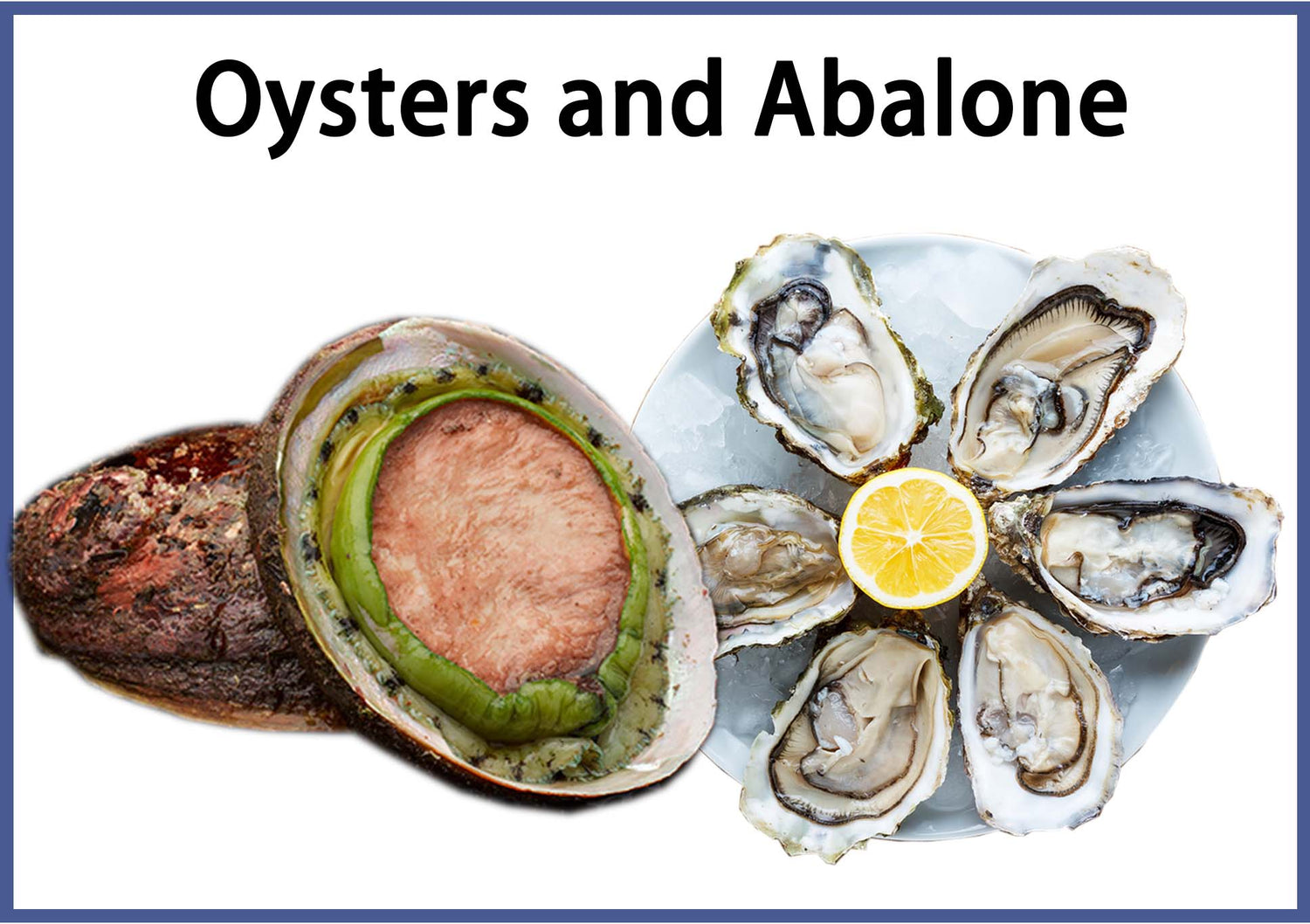 Oysters and Abalone