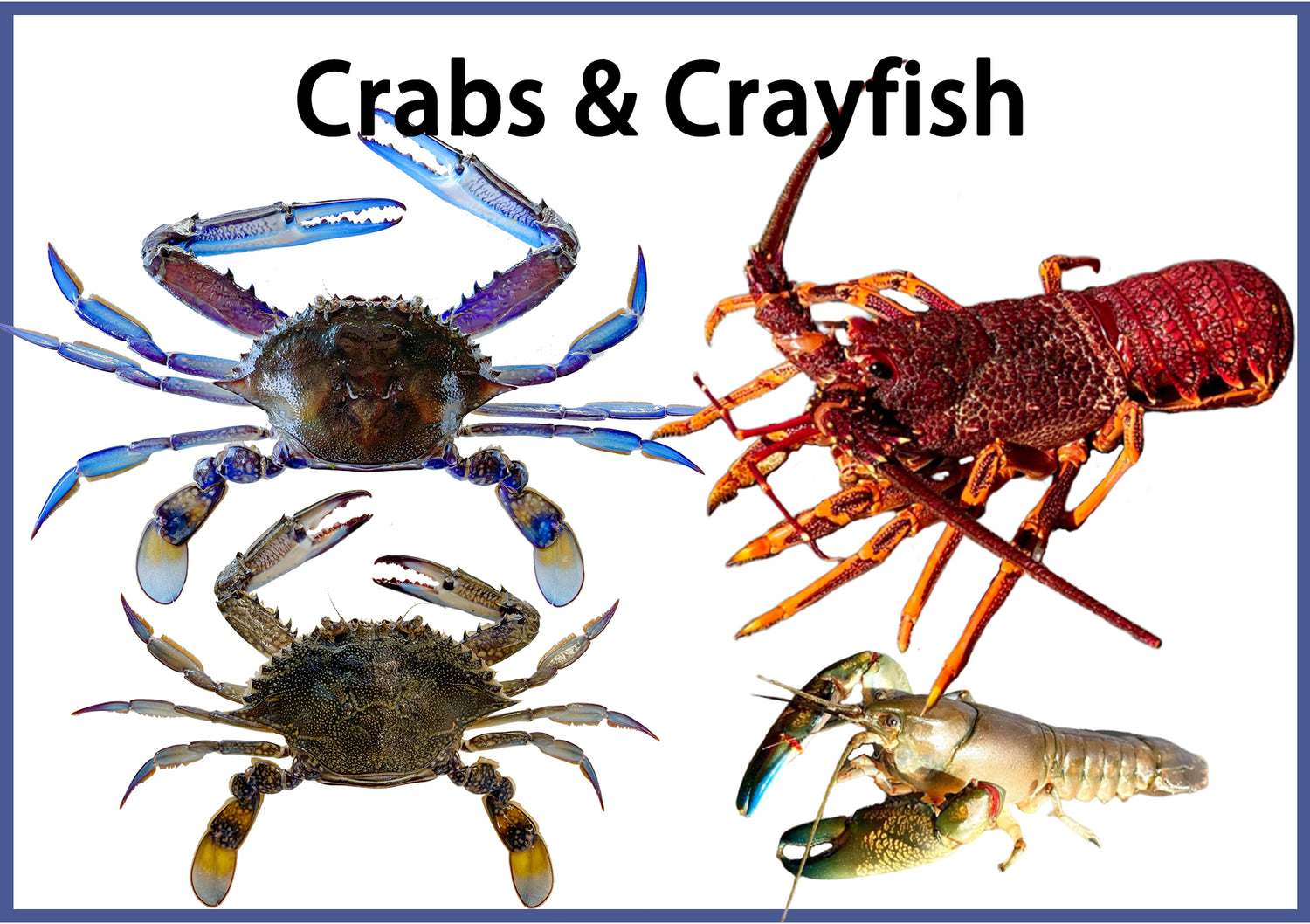 Crabs and Crayfish