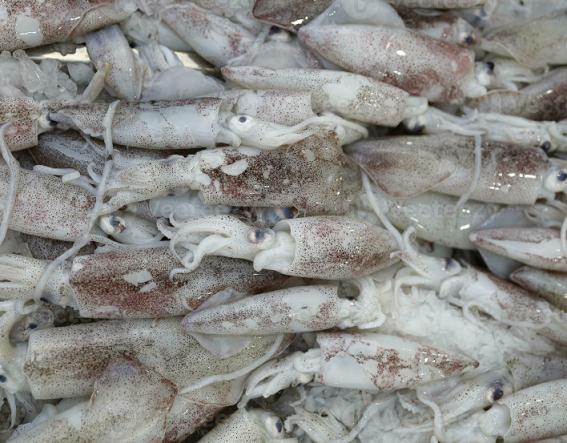 Fresh SA Squid (whole)(mixed size)