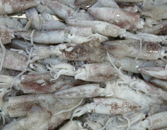Fresh SA Squid (whole)(mixed size)