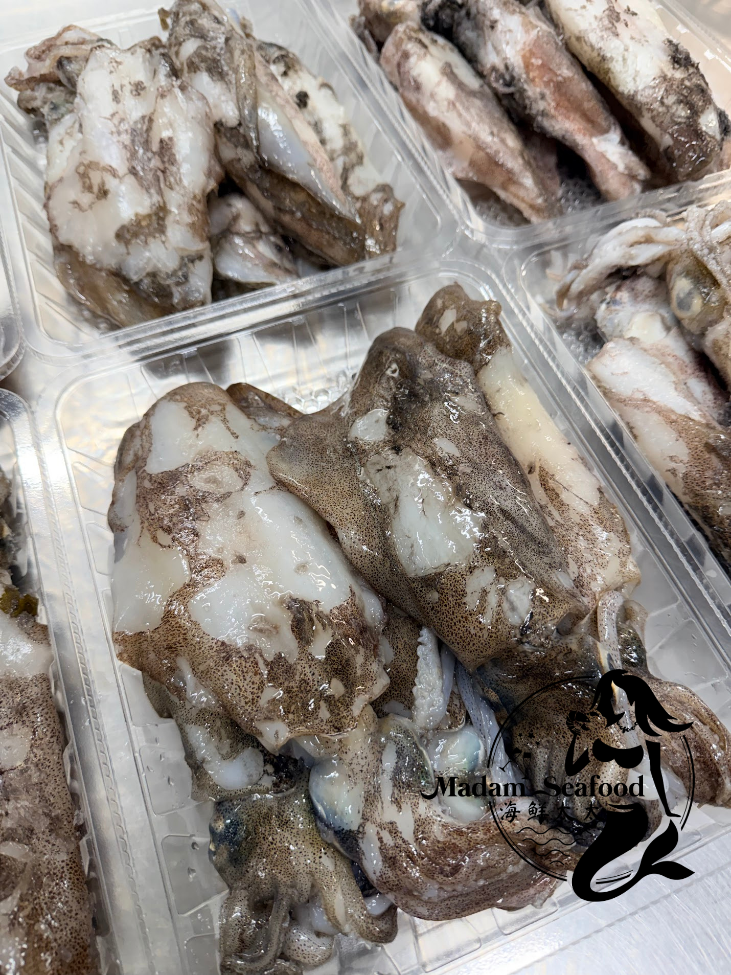 Frozen SA Squid (whole)(mixed size)