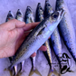 Fresh Blue Mackerel