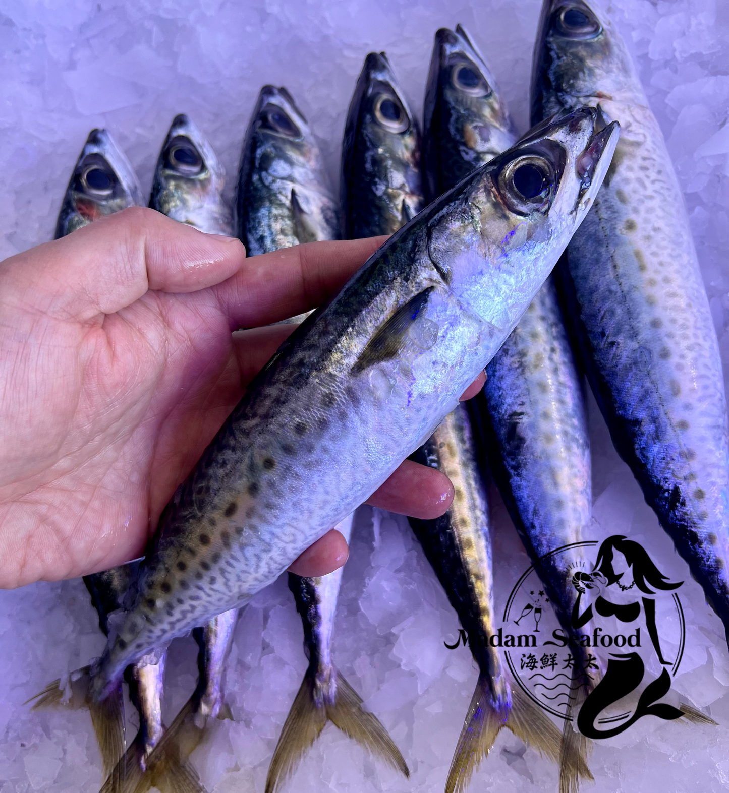 Fresh Blue Mackerel