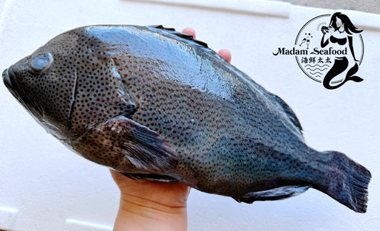 Fresh Queensland Blue Speckled Cod