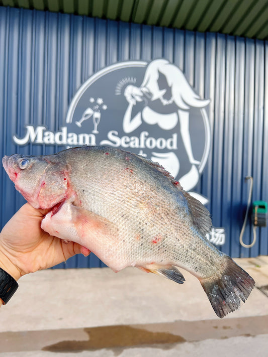Wild Catch Fresh Golden Perch