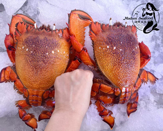 Live Spanner Crab (Large)【Friday Only】