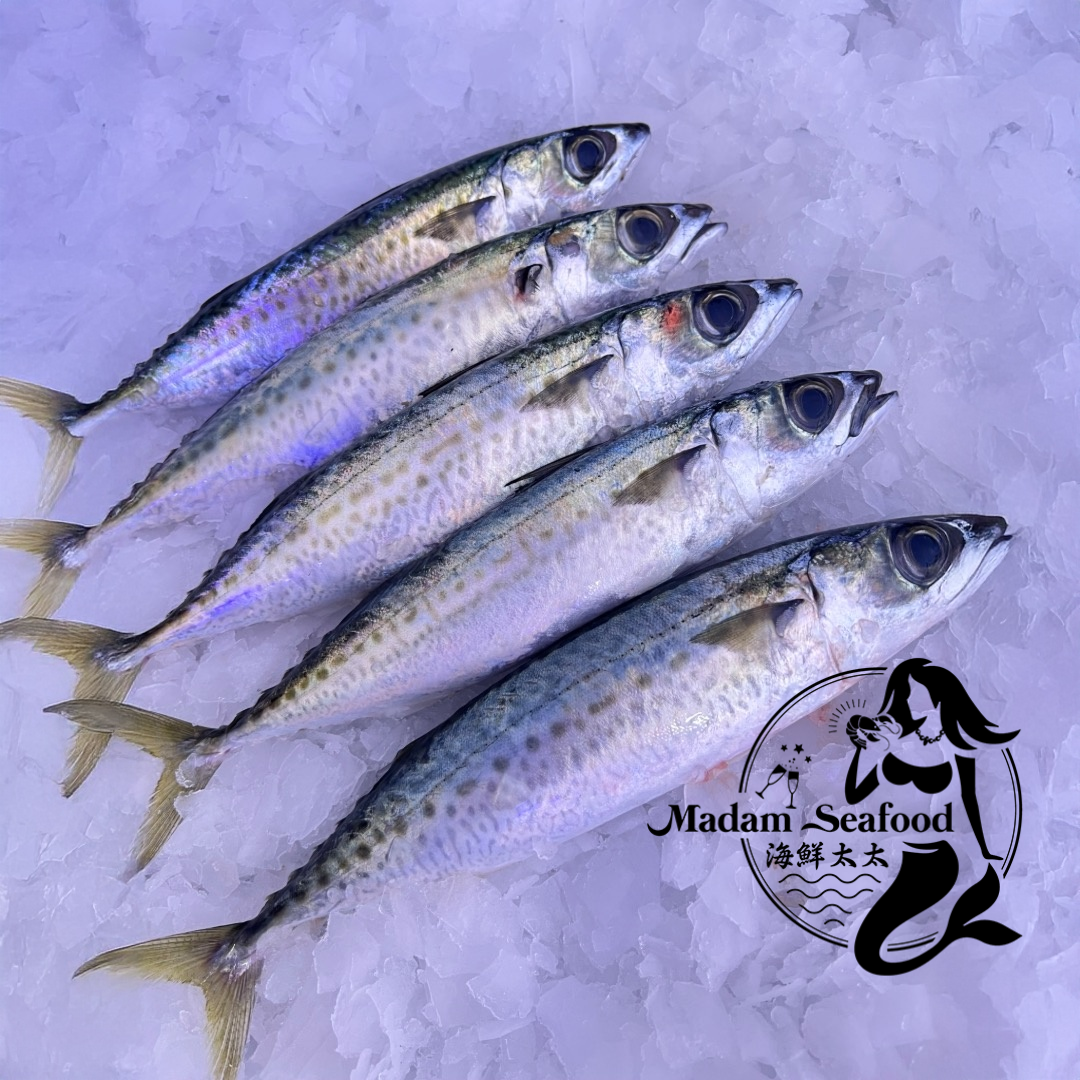 Fresh Blue Mackerel
