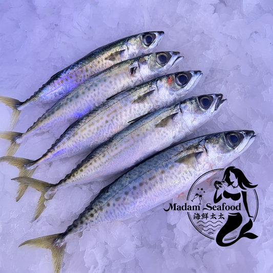 Fresh Blue Mackerel