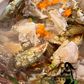 Live Female Mud Crab