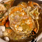 Live Female Mud Crab