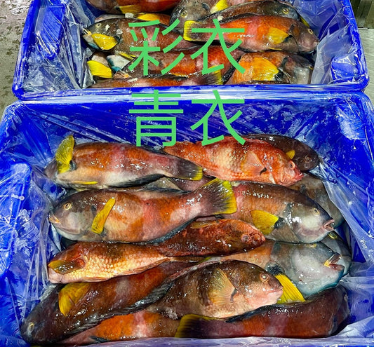 Australian Blue Throat Wrasse