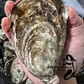 SA Pacific Oysters (Jumbo) (Closed)