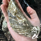 SA Pacific Oysters (Jumbo) (Closed)