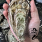 SA Pacific Oysters (Jumbo) (Closed)