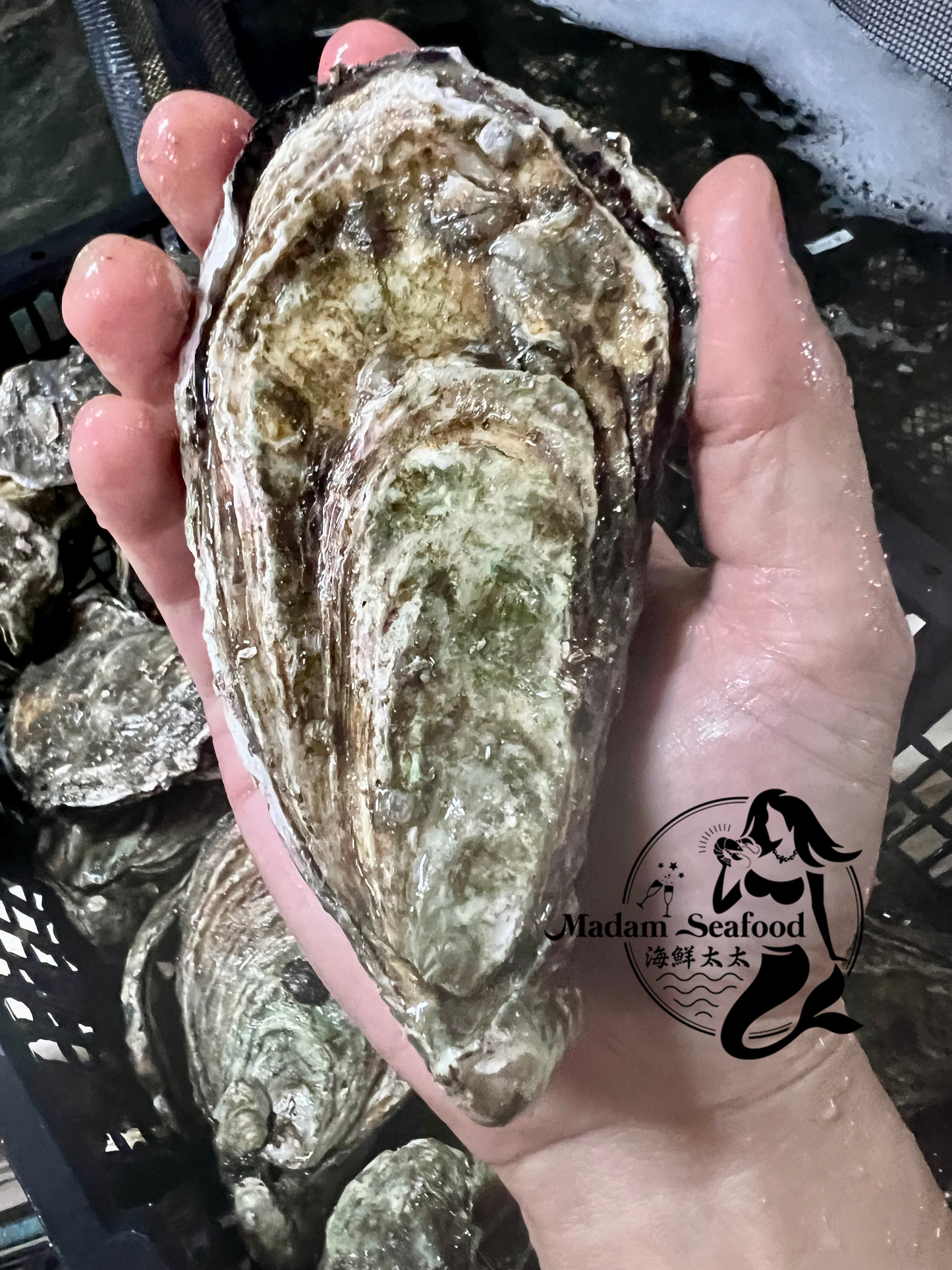 SA Pacific Oysters (Jumbo) (Closed)