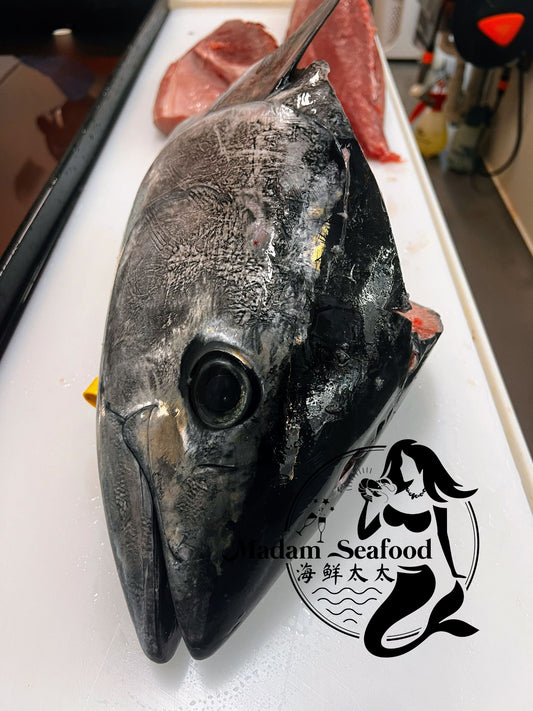Bluefin Tuna Head