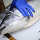 Fresh Sashimi Grade New Zealand King Salmon (Skin off) 【Friday Only】