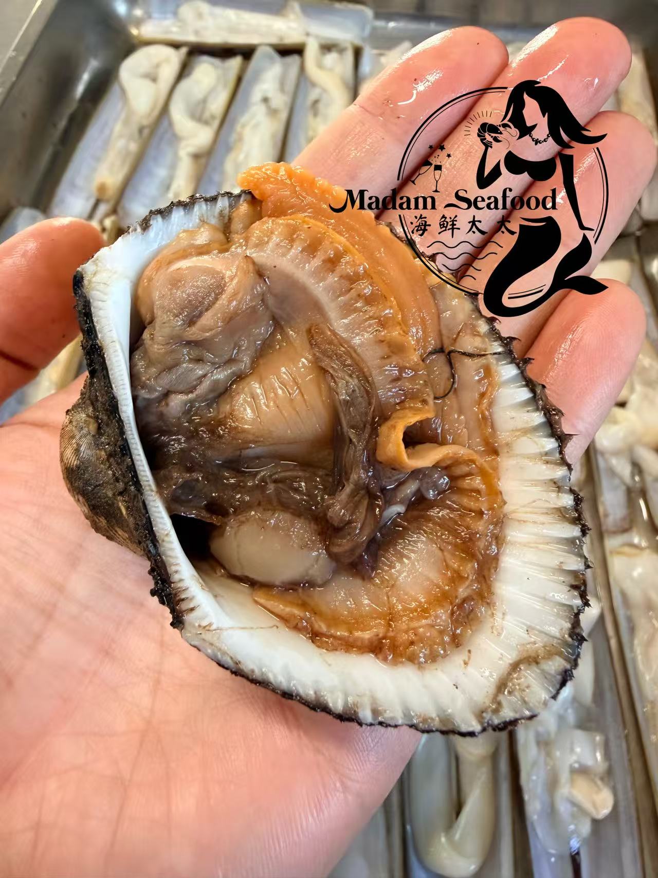 Half Shell Blood Cockles (Frozen) – Madam Seafood