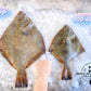 Fresh New Zealand Flounder (Medium)