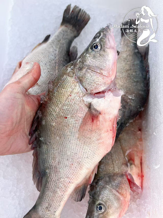 Wild Catch Fresh Golden Perch