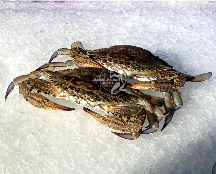 Local SA Blue Swimmer Crab (frozen)