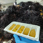 Sea Urchin Long Spine Roe 10A