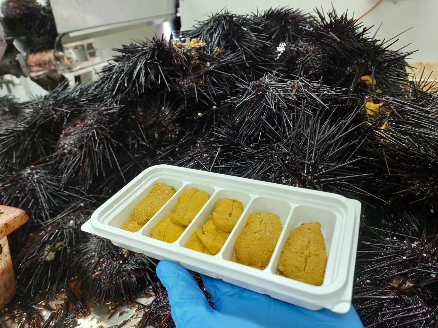 Sea Urchin Long Spine Roe 10A