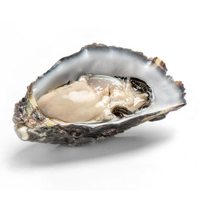 Fresh SA Pacific Oysters (Plate) (Open)