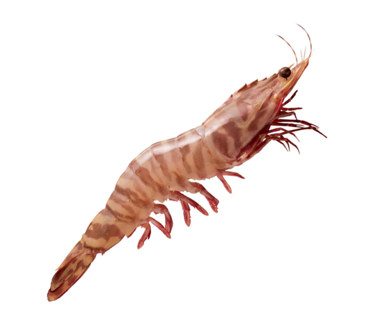 Skull Island Tiger Prawn (Extra Jumbo U6) (Raw) (Frozen)