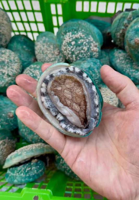 【SALE】 Live Tiger Abalone