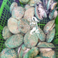 【SALE】 Live Tiger Abalone
