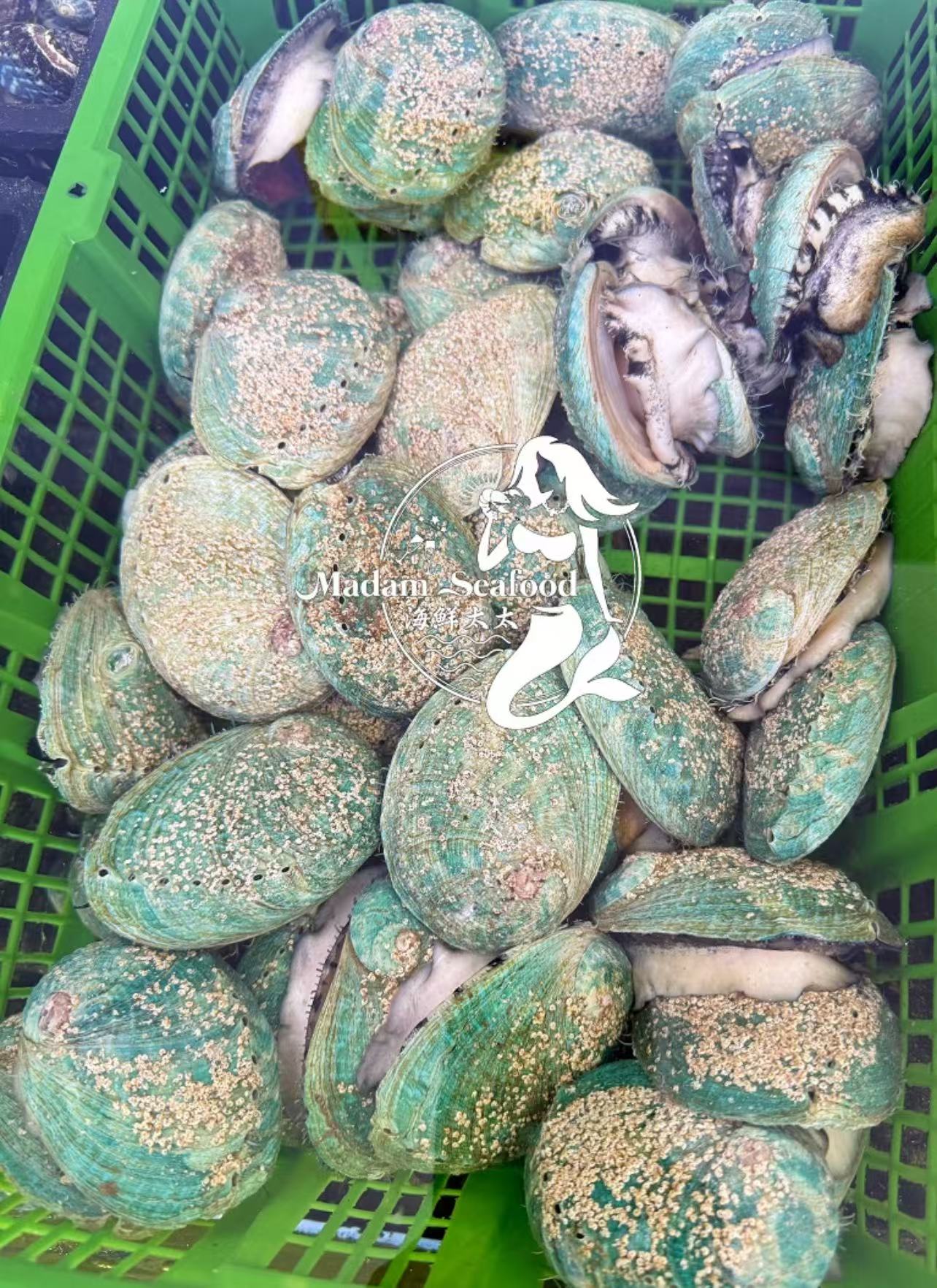 【SALE】 Live Tiger Abalone
