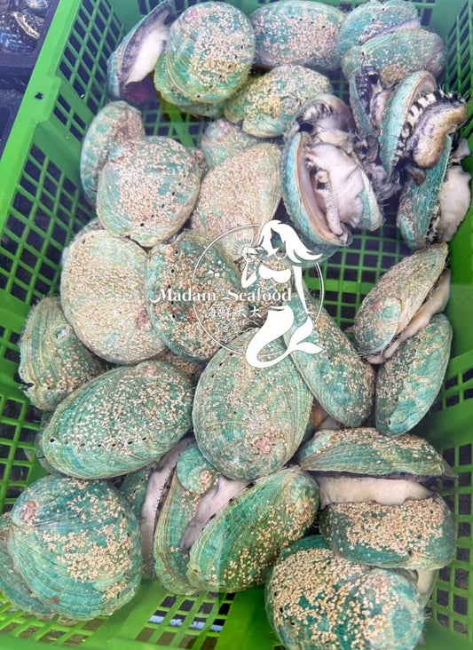 【SALE】 Live Tiger Abalone