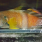 Australian Blue Throat Wrasse