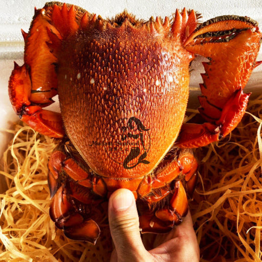 Live Spanner Crab (Large)【Friday Only】