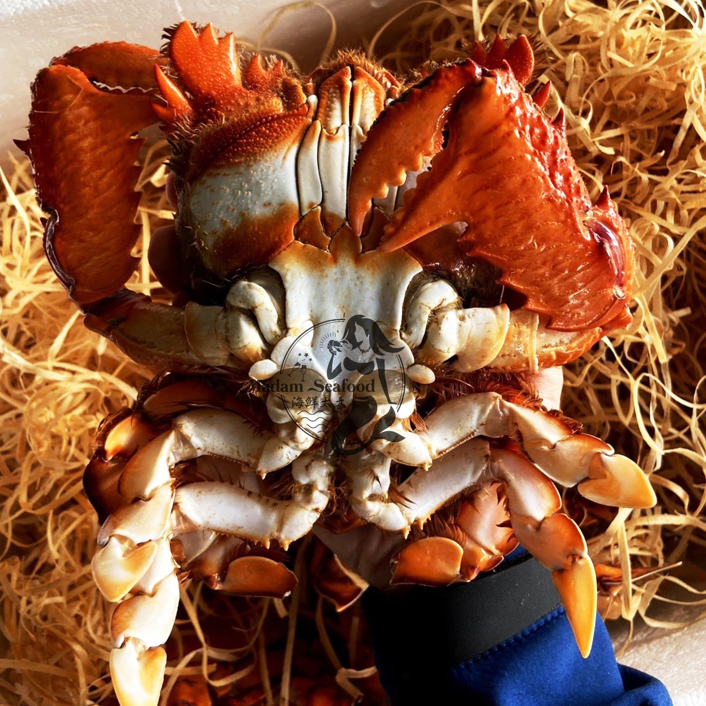 Live Spanner Crab (Medium)
